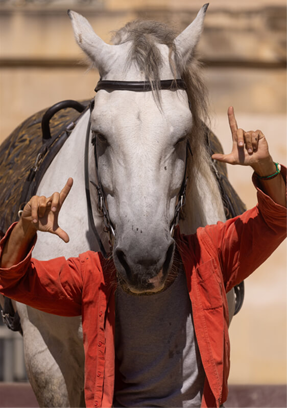 Scènes en selle cheval